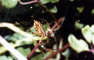 Arachnides/chrono2643_1