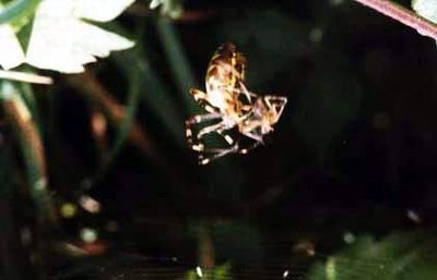 Arachnides/chrono2644_1.