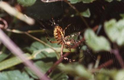Arachnides/chrono2645_1