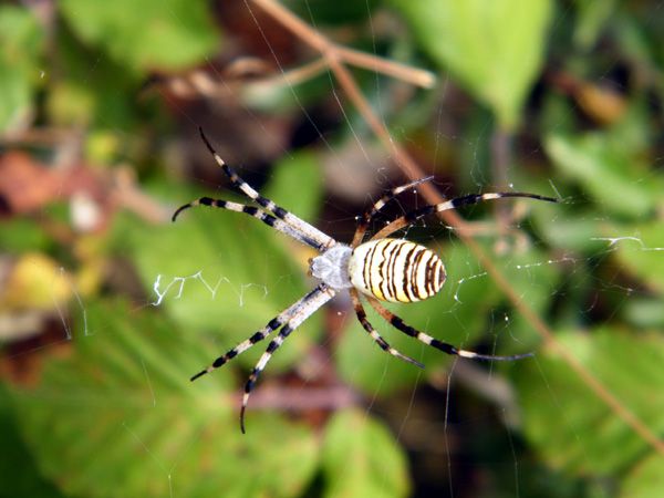 Arachnides/chrono2787_1