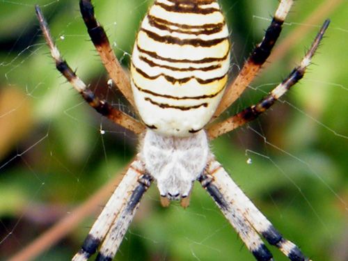 Arachnides/chrono2788_1