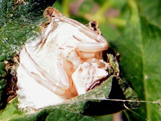 Arachnides/chrono735_1_2