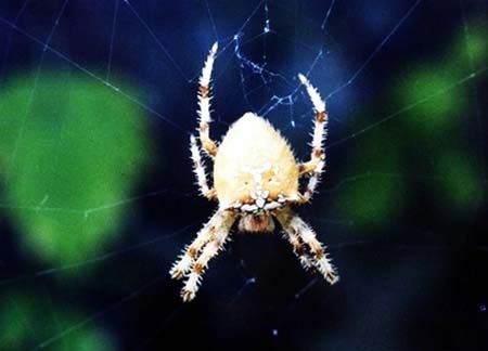 Arachnides/chrono844_1