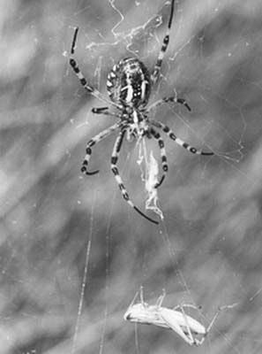 Arachnides/chrono845_1