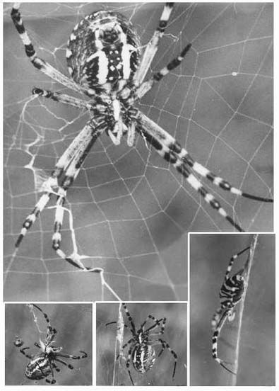 Arachnides/chrono848_1