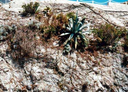 Agave americana Agave americana