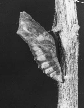 Papilio-machaon/chrono182_1