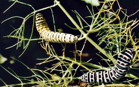 Papilio-machaon/chrono203_1 Papilio-machaon/chrono203_1