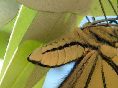 Papilio-machaon/chrono2533_1.