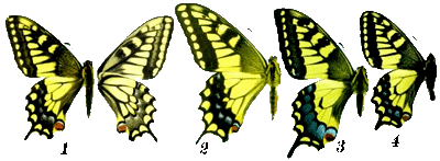 Papilio-machaon/chrono2718_1