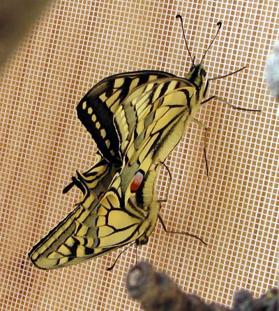 Papilio-machaon/chrono2723_1