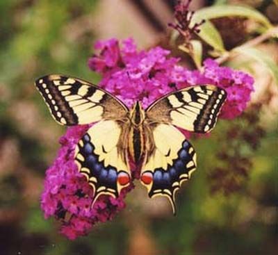 1 - PAPILIO MACHAON ou Grand-Porte-Queue - BALADES ENTOMOLOGIQUES