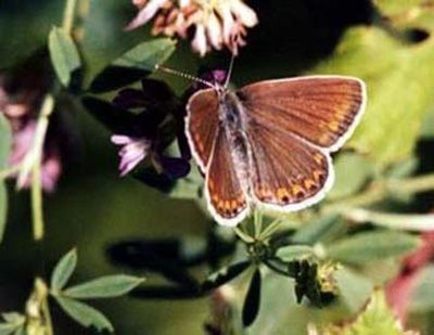 Papillons/chrono1081_1 Papillons/chrono1081_1