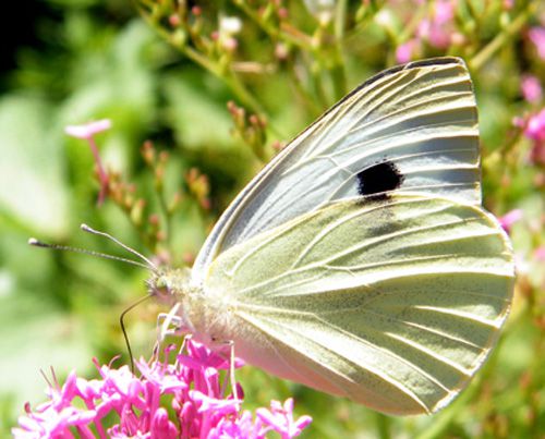 Papillons/chrono2864_1