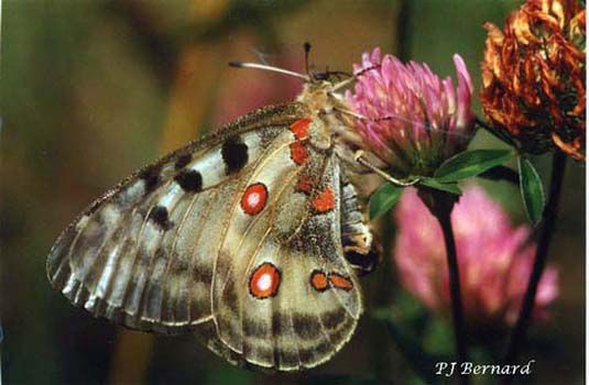 Papillons/chrono356_1