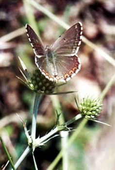 Papillons/chrono751_1.