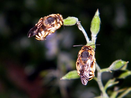 anthidies ponctuées anthidies-ponctu-es-pour-la-nuit