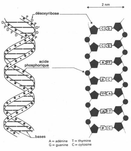 ADN-copie-1.jpg