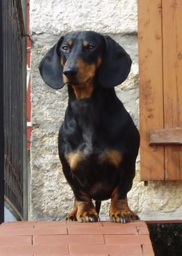 Zvenjo-en-2007.jpg