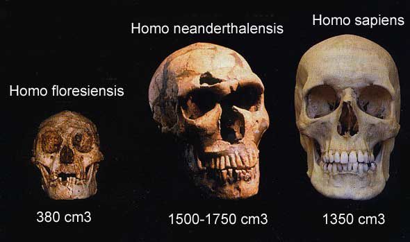 homo-sapiens-neandertal-flores.jpg