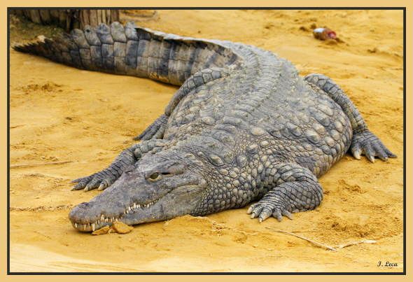 mort-3-crocodile.jpg