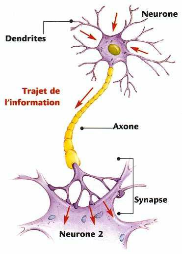 neurone-schema.jpg
