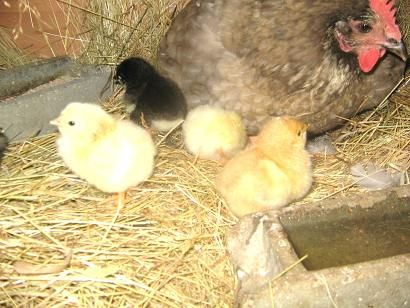 poule poussins (4)