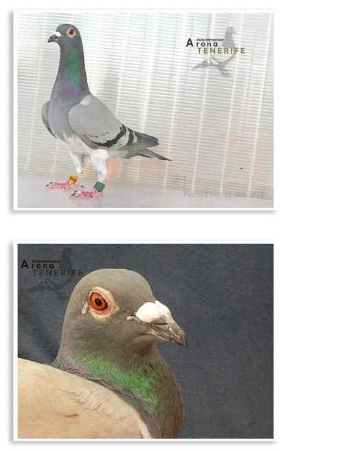 Piou Piou