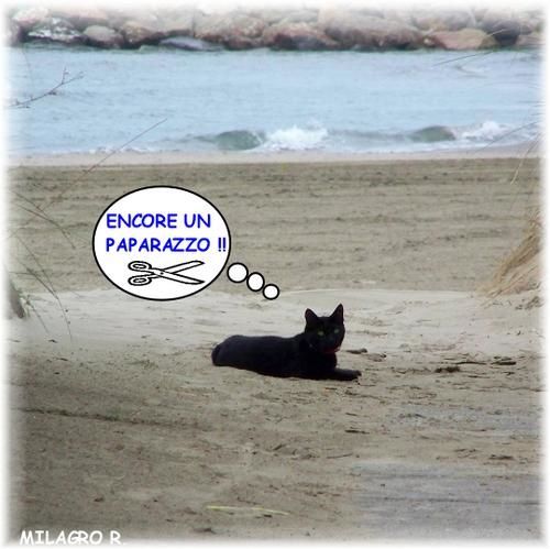 Les Animaux A La Plage Animaux Et Portraits Alpha Betes Humour Les Animaux A La Plage Animaux Et Portraits Alpha Betes Humour