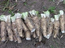 endives2