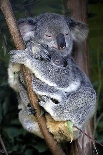 mamans-bebes-animaux-maman-bebe-koala-img.jpg