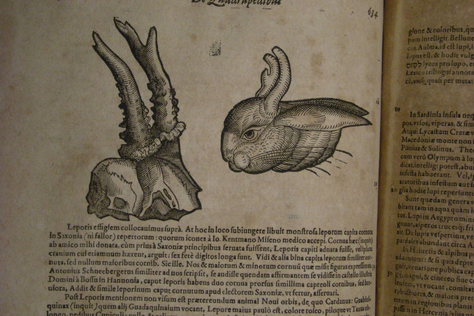 Gesner-Bx--10-.jpg