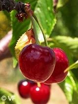 Les cerises du Luberon