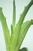 ALOE3-copie-3.jpg