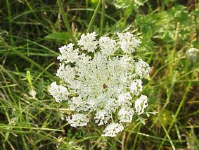 Daucus_carota0-2.jpg