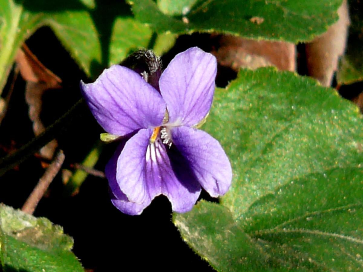 Violette d'automne - Le temps des Fleurs