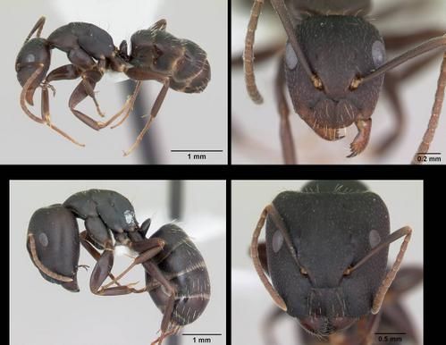 Petit aperçu des fourmis de Guyane - L'aventure guyanaise de Kinette