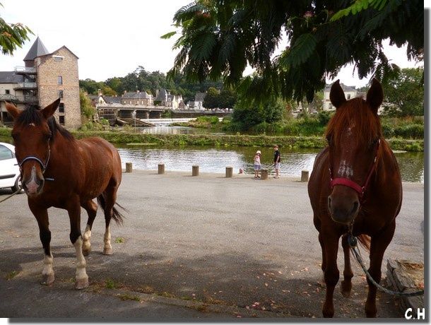 Chevaux à quais 1