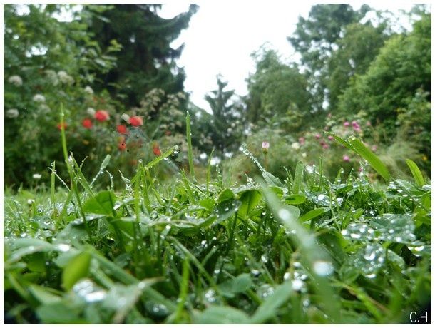 12-Juin-pluie.jpg