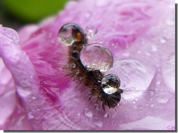 chenille-a-la-perle-.jpg