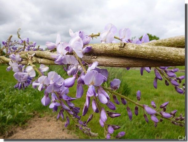 Glycine-du-jour.jpg