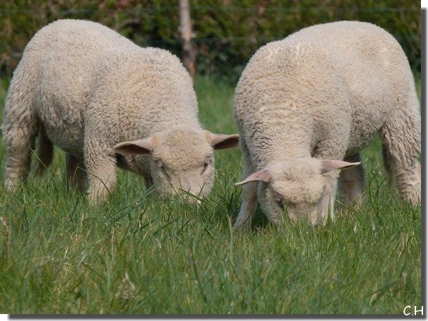 Moutons.jpg