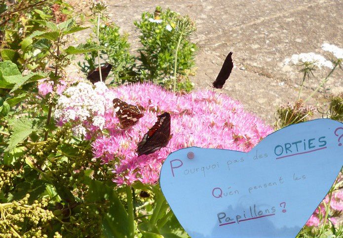 Papillons-et-Orties.jpg