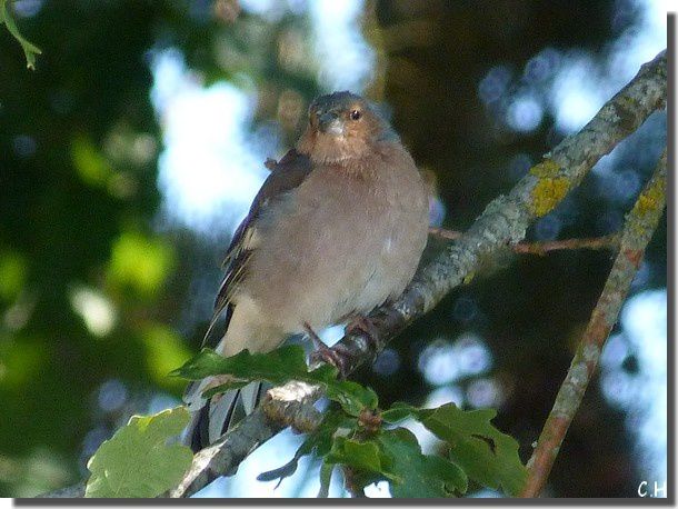 Pinson des arbres 17 Sept.2012