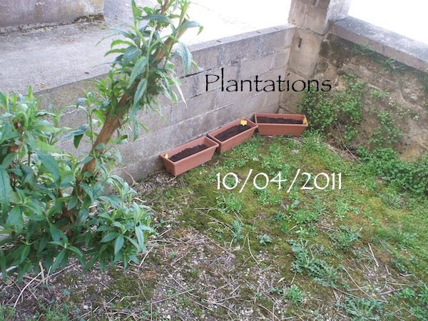 plantations.JPG