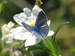 bleu papillon