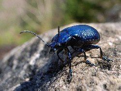bleu scarabé