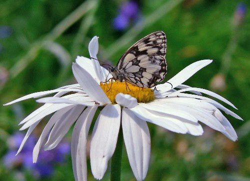 Papillon Marguerite