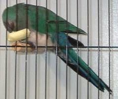 ParrKing_03001.jpg