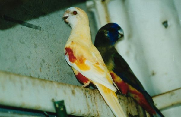 bonnet bleu lutino